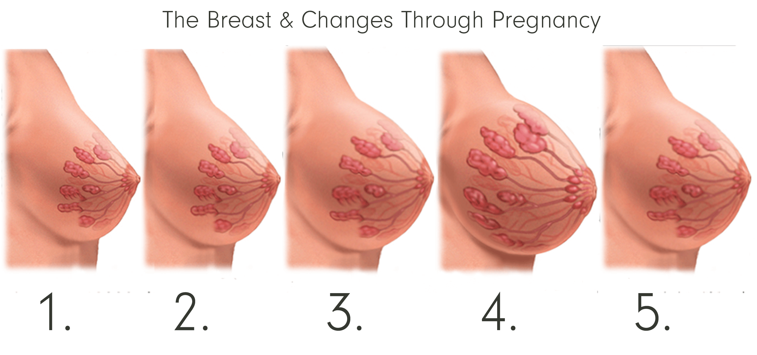 Pictures Of Pregnant Breast 24