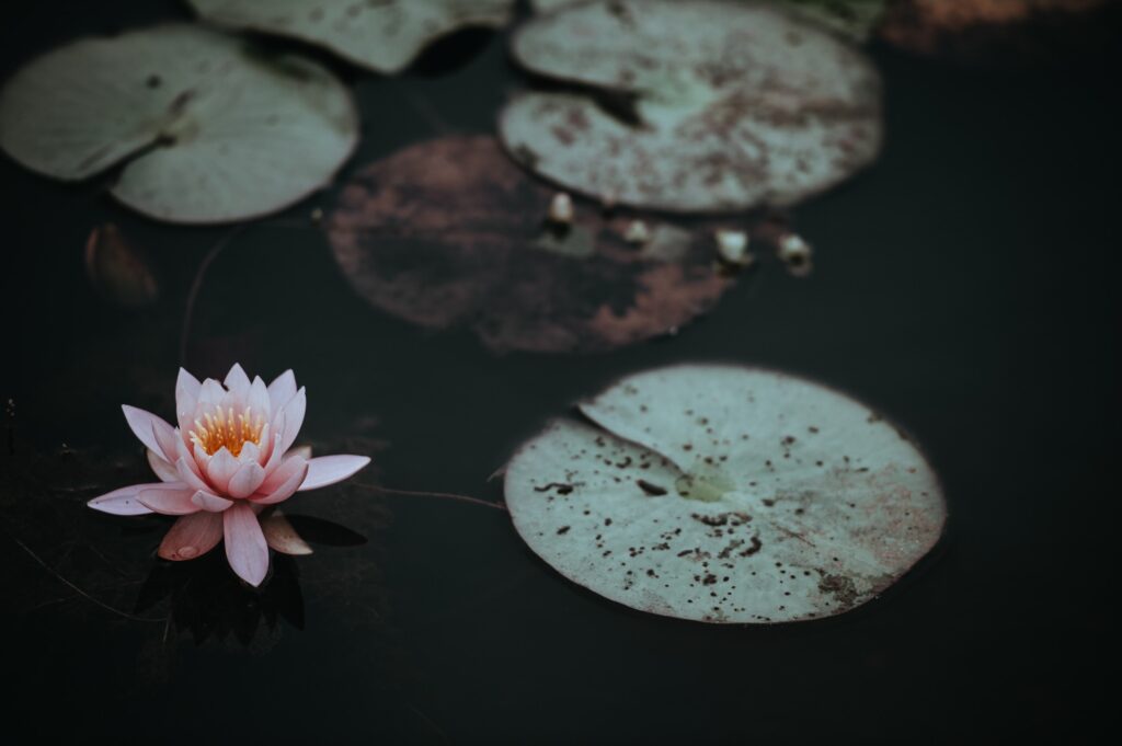 lotus flower