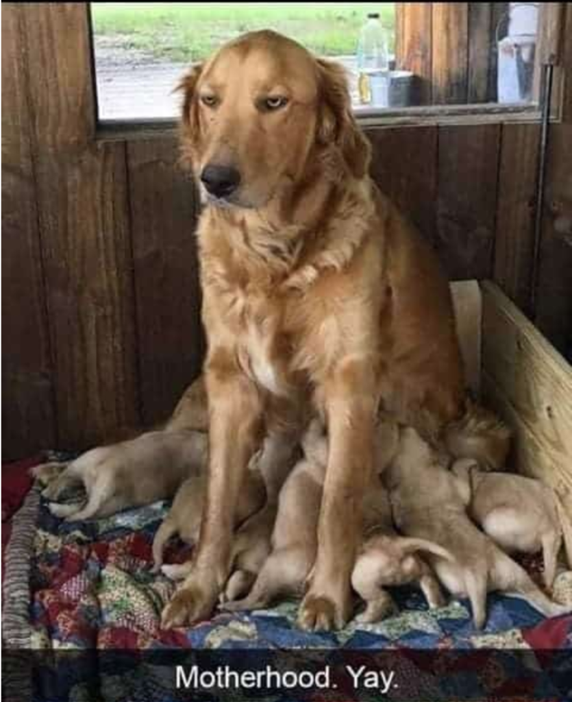 motherhood