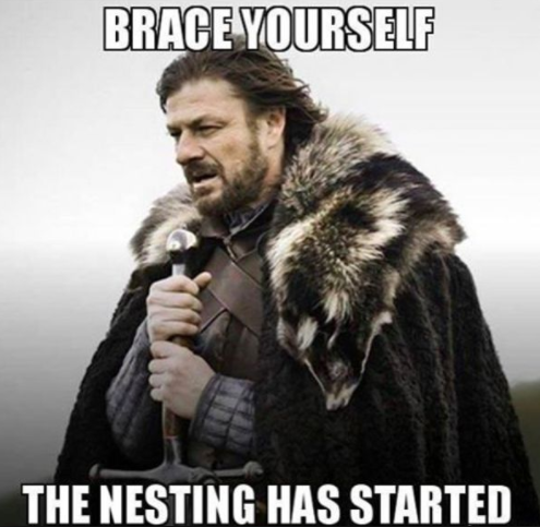 nesting meme