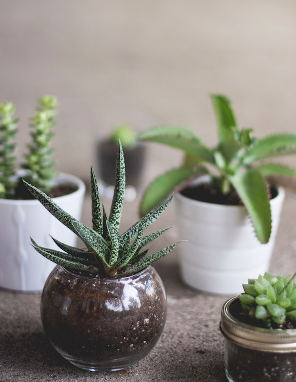 plants