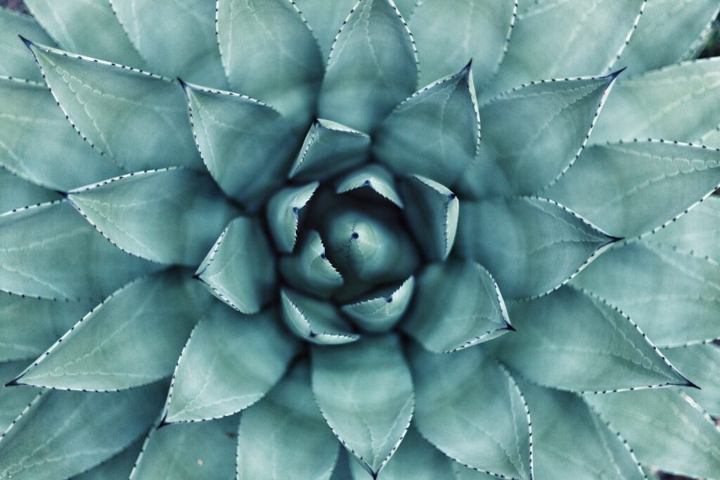 succulent - stabilising your moods