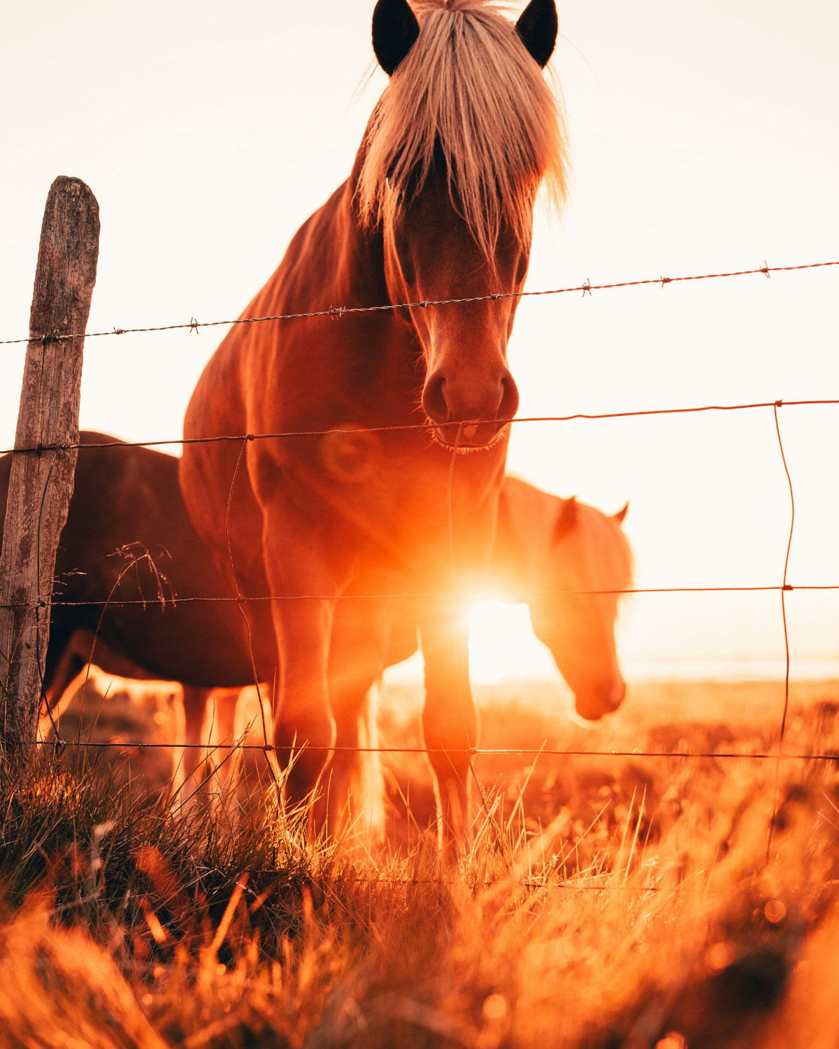 year of the horse