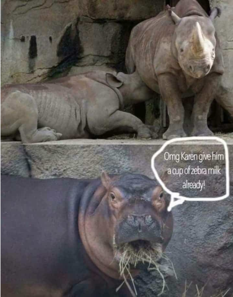 zebra milk